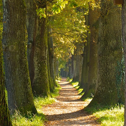 allee_wald