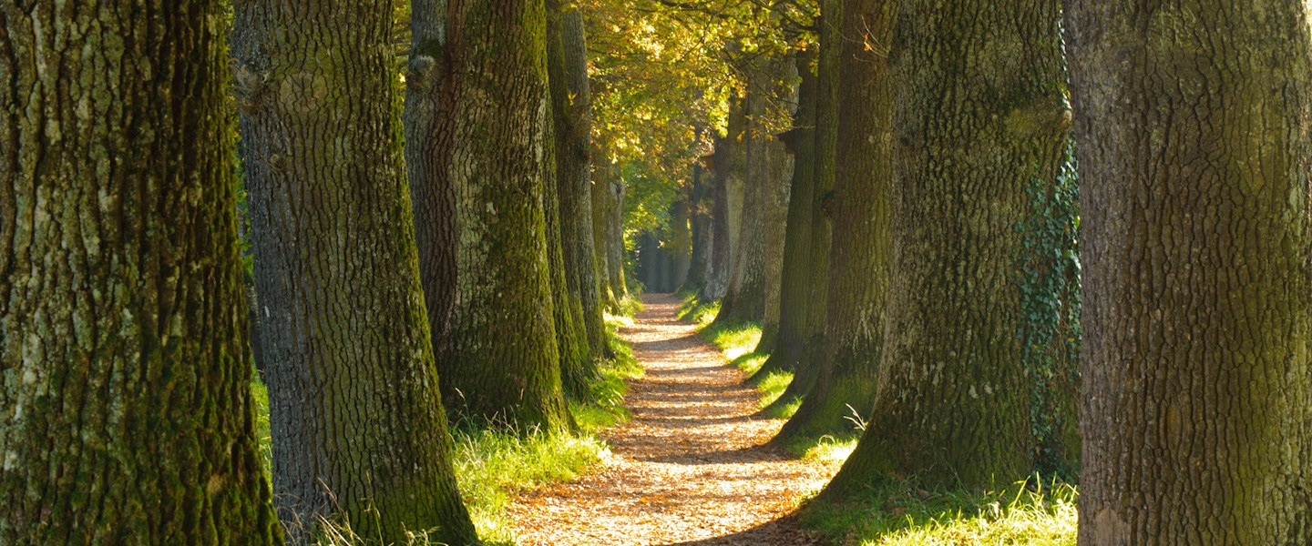 allee_wald