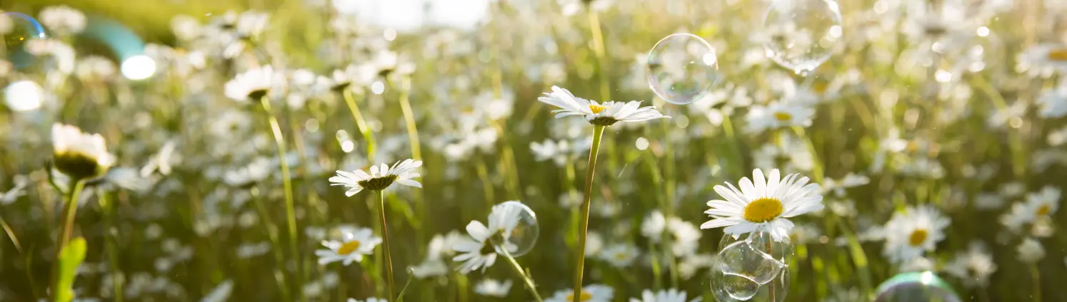 Eine Blumenwiese mit vielen Gänseblümchen und Seifenblasen fliegen im Himmel