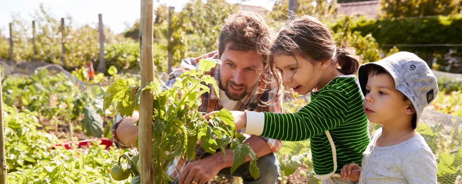Ein Mann und zwei kleine Kinder begutachten eine Tomatenpflanze in einem Beet.