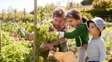 Ein Mann und zwei kleine Kinder begutachten eine Tomatenpflanze in einem Beet.