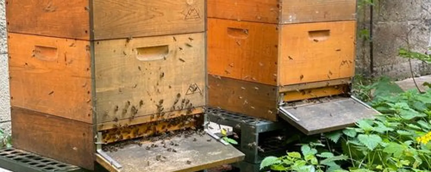 Erster Platz beim Publikumspreis des Umwelt€uro 2025 von GASAG: Bienenklassenzimmer des Fördervereins Käthe-Kollwitz-Gymnasium e.V.