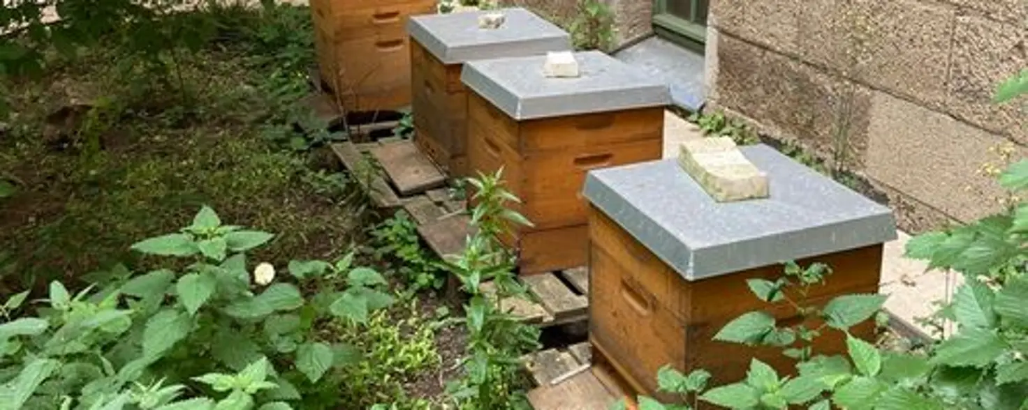 GASAG Umwelt€uro 2026: Mehrere Bienenstöcke stehen in einem begrünten Innenhof an der Außenwand eines Backsteingebäudes.