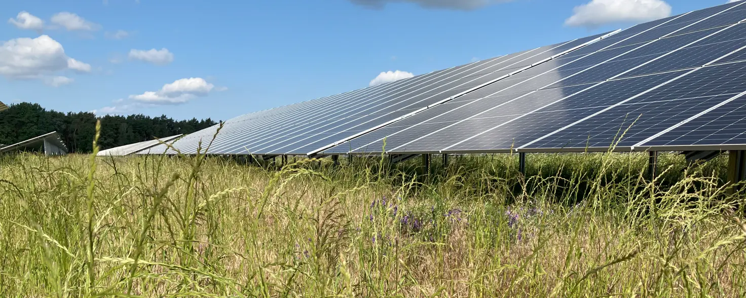 Spiegelnde Solarmodule auf ungemähter Wiese: Solarpark Laubsdorf 2 der GASAG-Gruppe in der Lausitz.